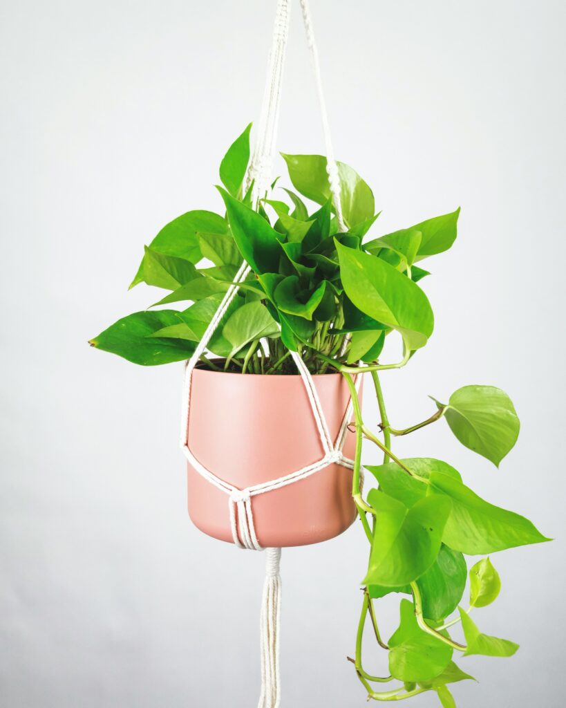 best beginner plants pothos trailing vine