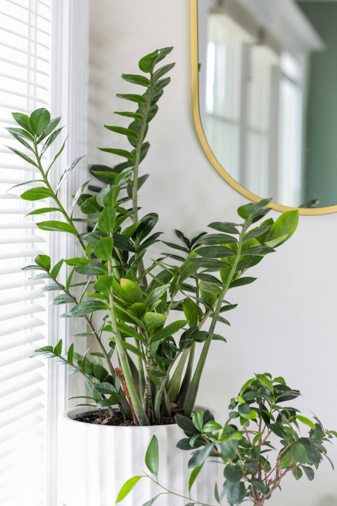 low maintenance zz plant for beginners