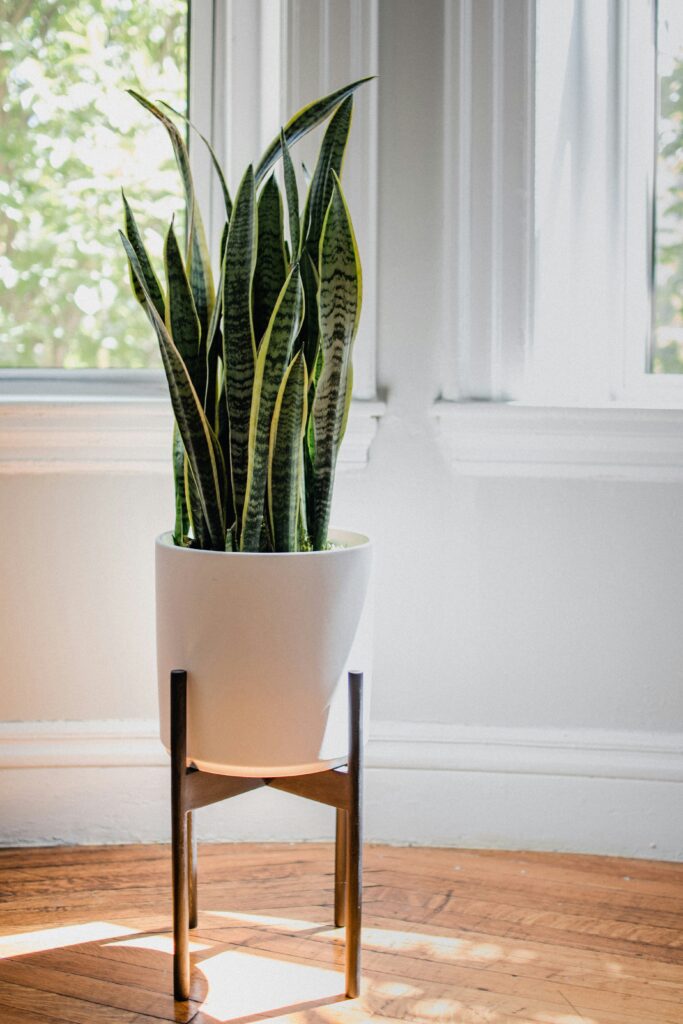 easy beginner plant snake plant indoor