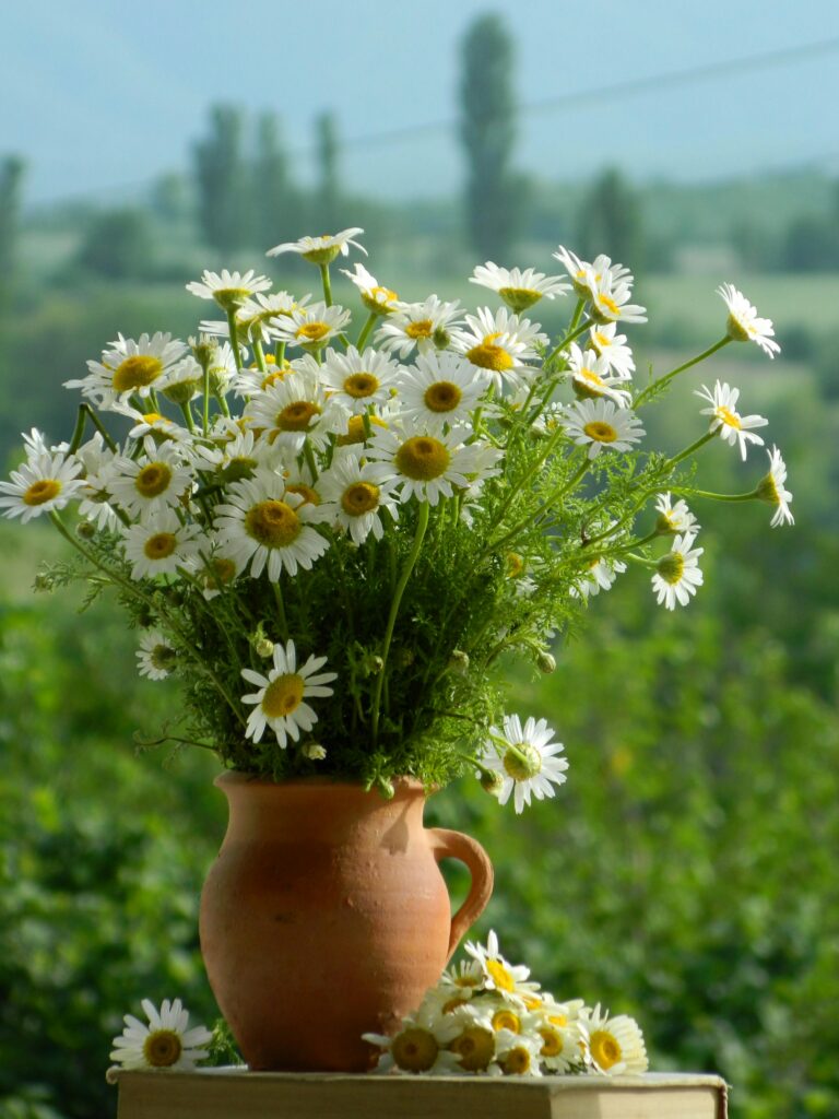 chamomile flowers tea herb plant