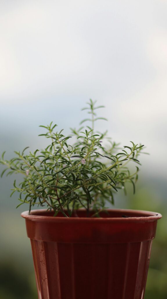 rosemary plant indoor pot cooking herb