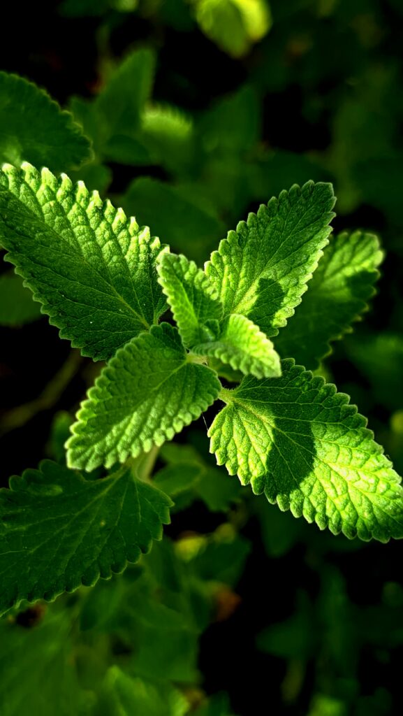 lemon balm plant beginner herbalism