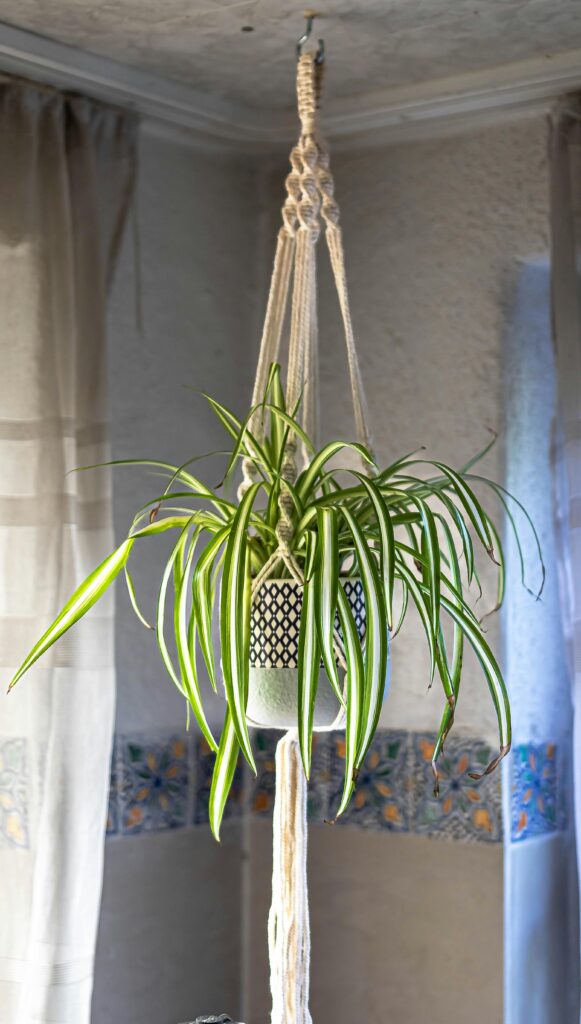 spider plant babies hanging indoor