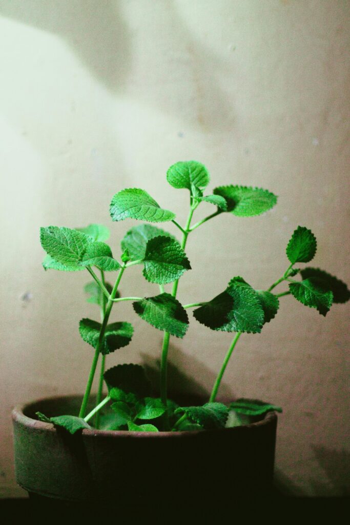 herbs you can grow at home peppermint plant windowsill