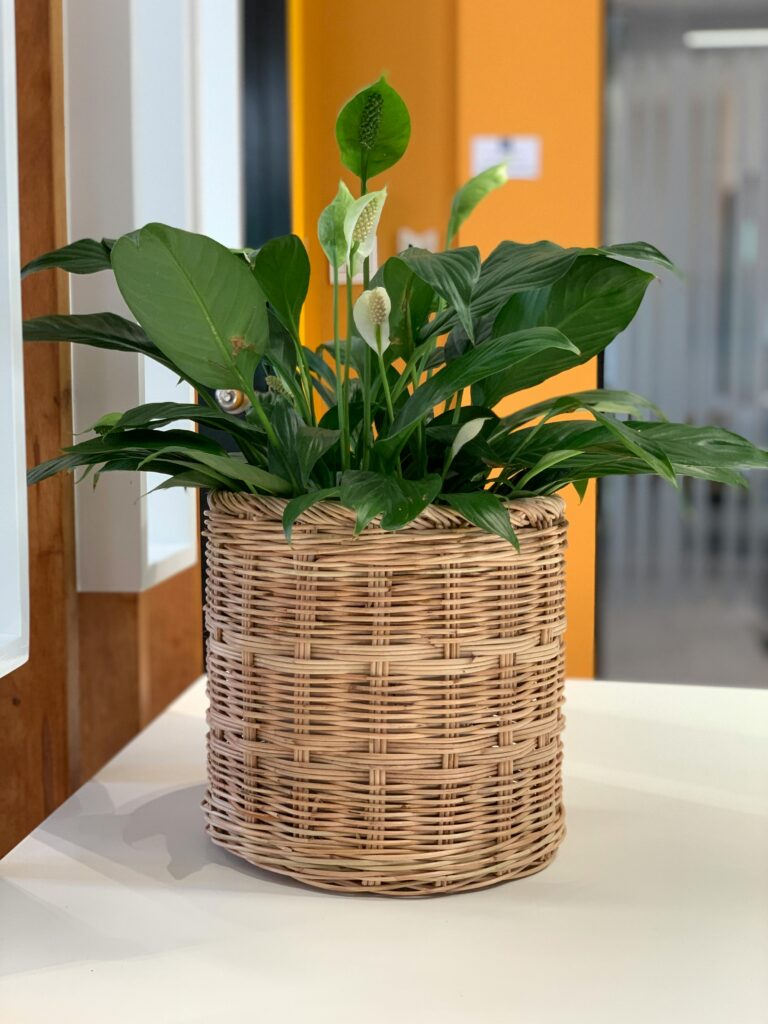 peace lily indoor plant white flowers