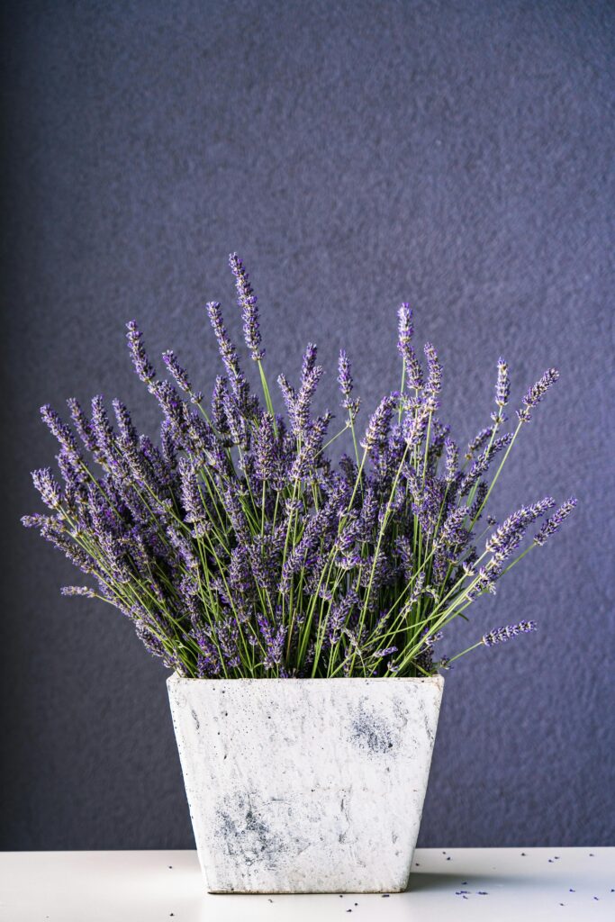 herbs you can grow at home lavender plant indoor